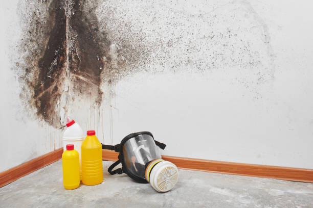 Best Crawl Space Mold Removal  in Brownstown, IN