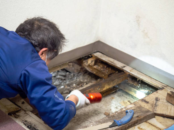 Mold Removal Process in Brownstown, IN