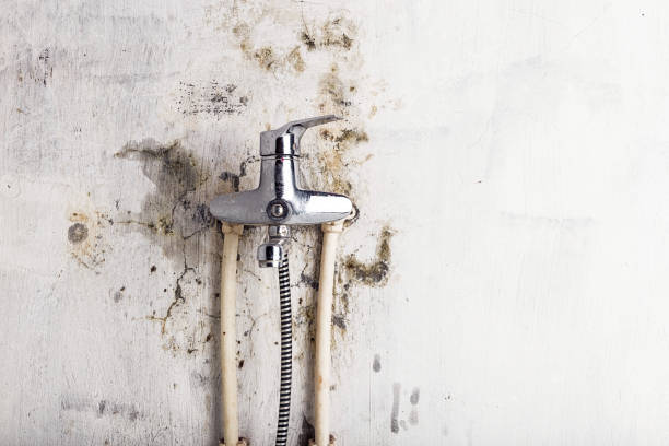 Best Mold Removal Company Near Me  in Brownstown, IN