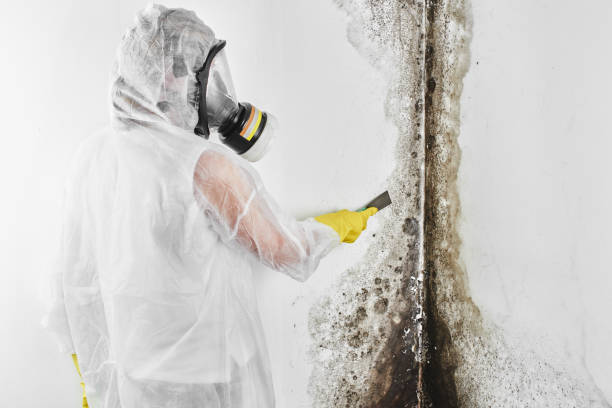 Best Best Mold Removal Companies  in Brownstown, IN