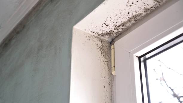 Best Toxic Mold Removal  in Brownstown, IN