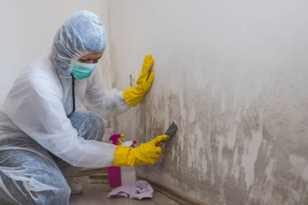 Best Black Mold Removal  in Brownstown, IN