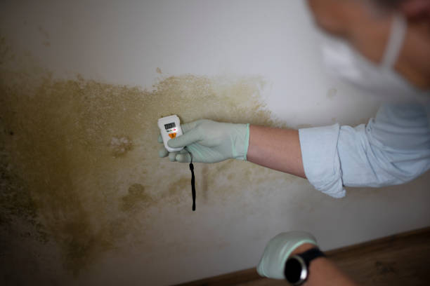 Best Commercial Mold Removal  in Brownstown, IN