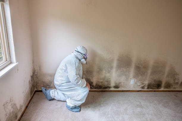 Best Office Mold Removal Services  in Brownstown, IN