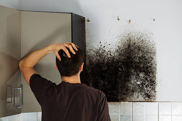 Best Certified Mold Removal  in Brownstown, IN