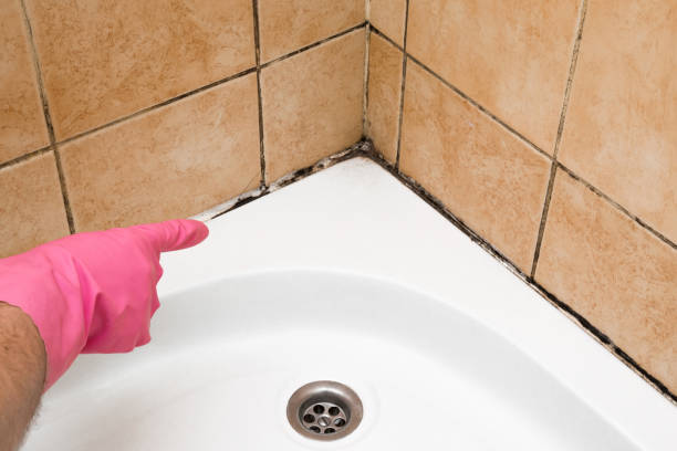 Best Commercial Mold Removal  in Brownstown, IN